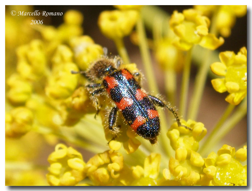 Trichodes leucopsideus